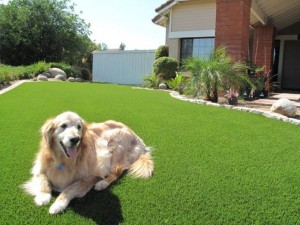 Dog on artificial grass